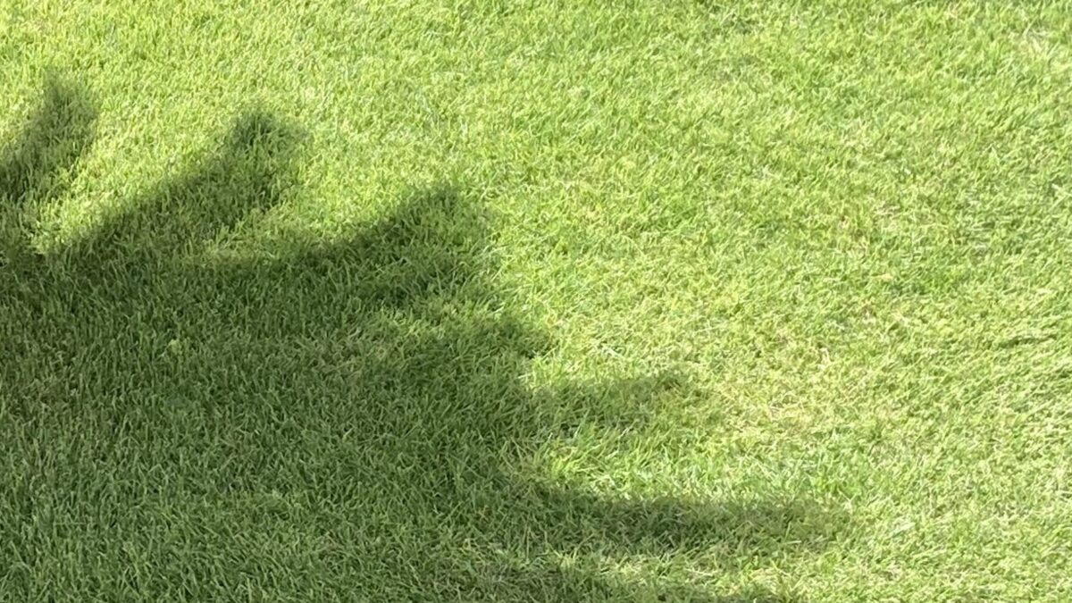庭がおしえてくれたこと①